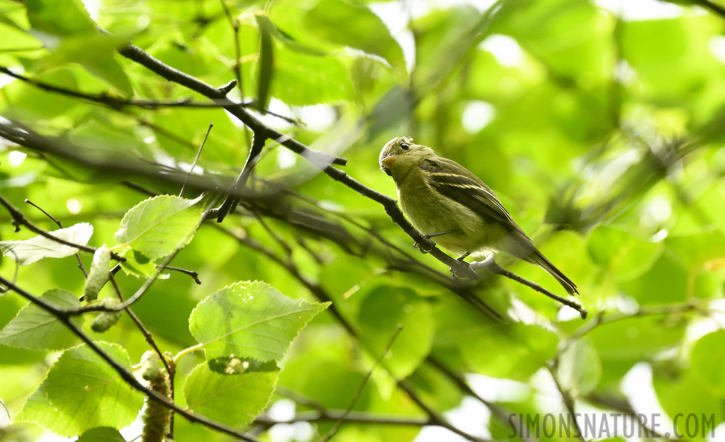 Empidonax flaviventris [400 mm, 1/1000 Sek. bei f / 7.1, ISO 3200]